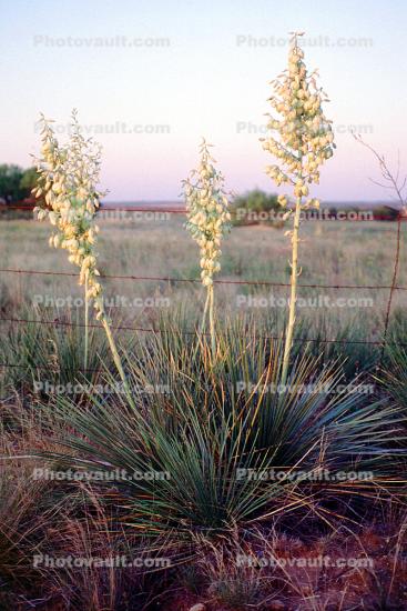 Yucca flowers, Monocot, Asparagales, Asparagaceae, Agavoideae, Yucca Plant