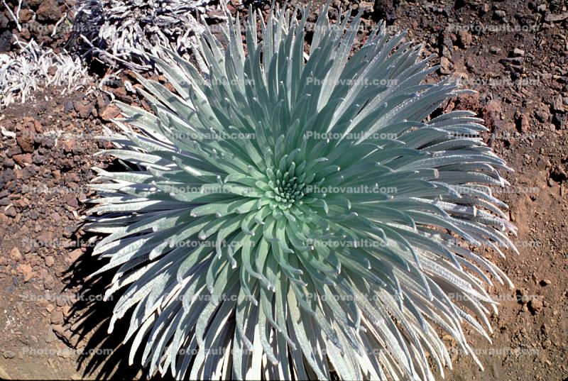 Haleakal  Silversword, (Argyroxiphium sandwicense subsp. macrocephalum), Asterids, Asterales, Asteraceae