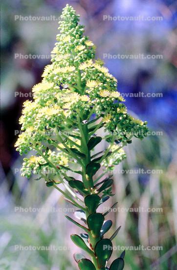 flower, fleshy leafed succulent, (Senecio mandraliscae)