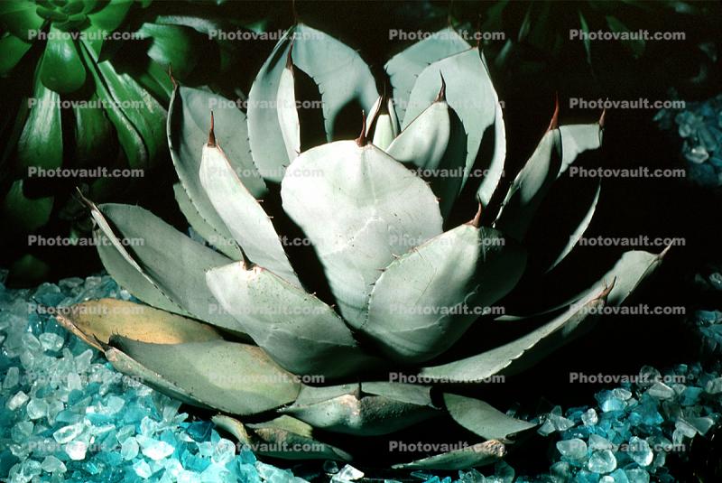 Artichoke Agave, mescal agave, (Agave parryi), [huachucensis]