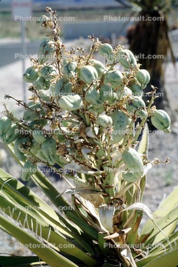 Yucca shrubs, Monocot, Asparagaceae, Agavoideae