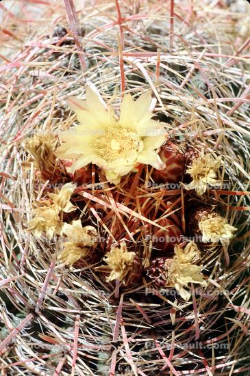 Yellow Cactus Flower, Barrel Cactus, spines, spikes