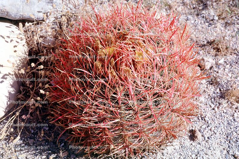 Barrel Cactus, spines, spikes