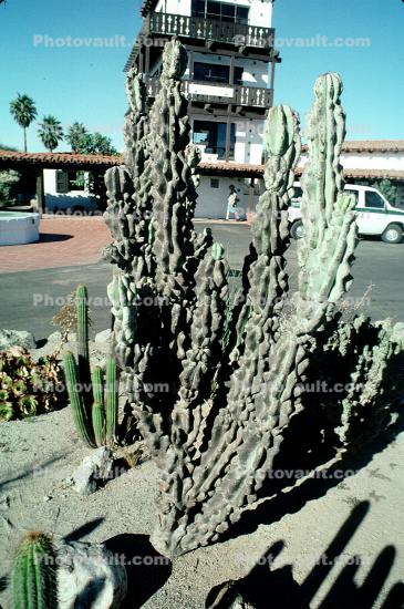 Monster Cactus, (Cereus horribarbis)