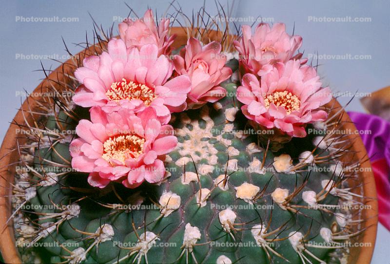 Gymnocalycium, Pink Cactus Flowers, spines, spikes
