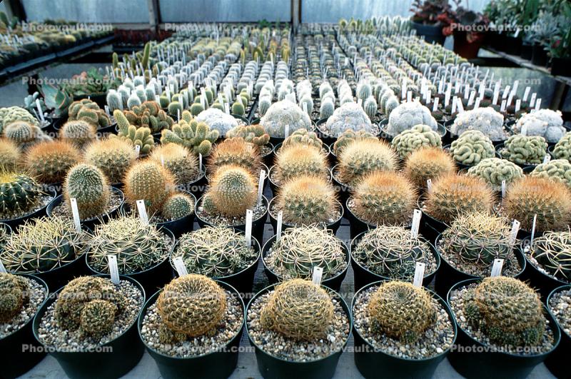 Cactus Cultivation