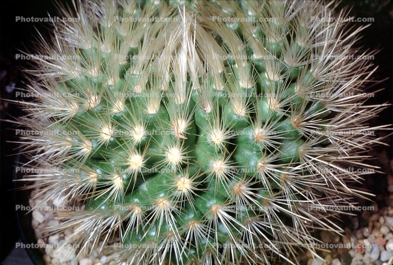 spines, spikes
