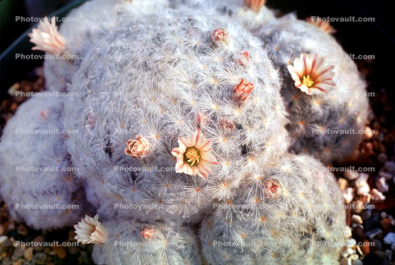 Feather Cactus, (Mammillaria Plumosa), Cactoideae, Cacteae, Cactinae, flower, hairy, hair, downy spines