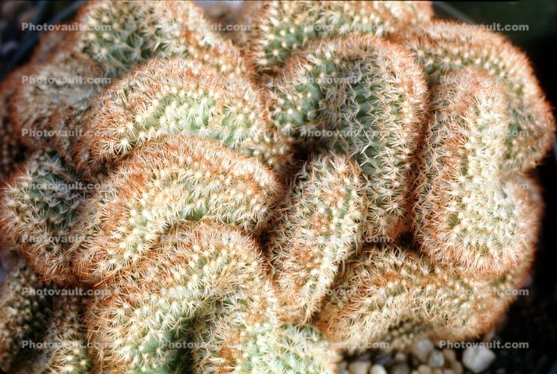 Brain Cactus, (Mammillaria elongata), Caryophyllales, Cactaceae