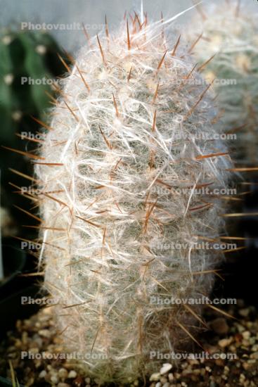 Old Man Cactus, (Cephalocereus senilis), Pachycereeae, hairy, hair, prickly, spikes