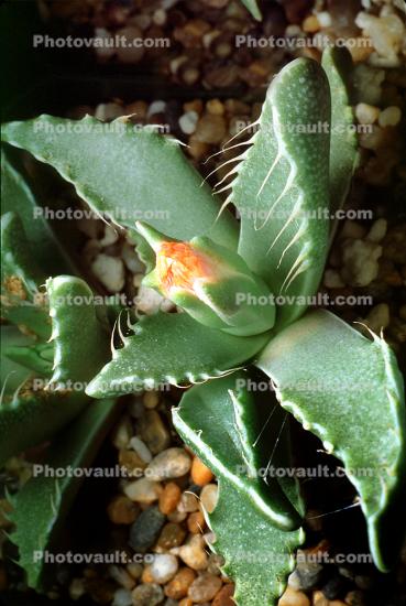 Tigers Jaw, (Faucaria tigrina), Caryophyllales, Aizoaceae