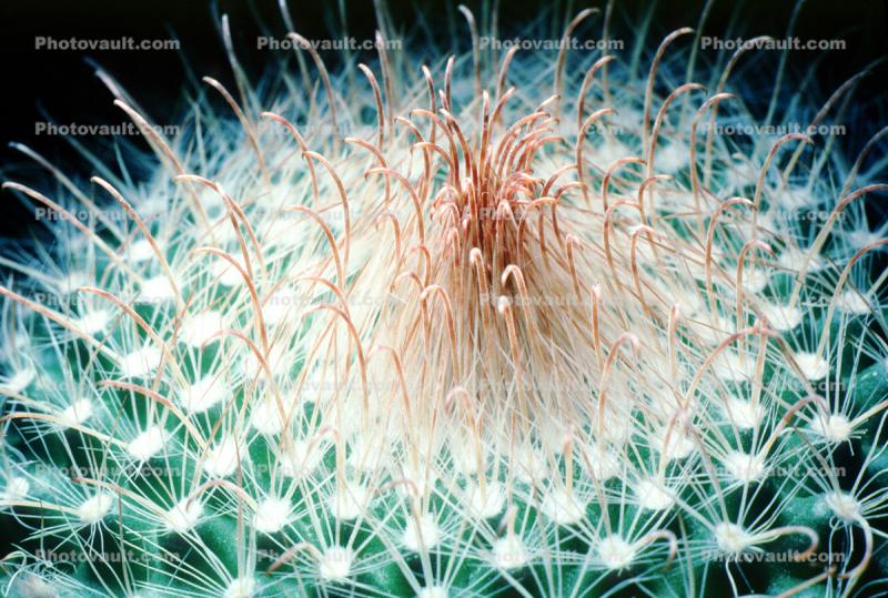 the center at the top, Cactus Spines, prickly point, spike