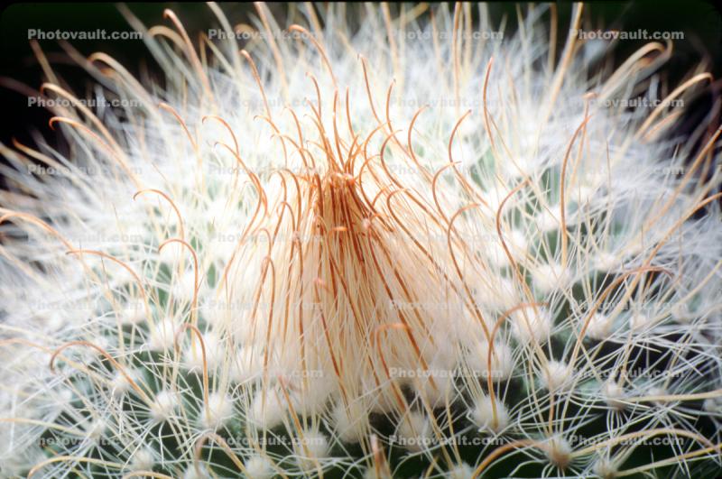 the center at the top, Cactus Spines, prickly point, spike