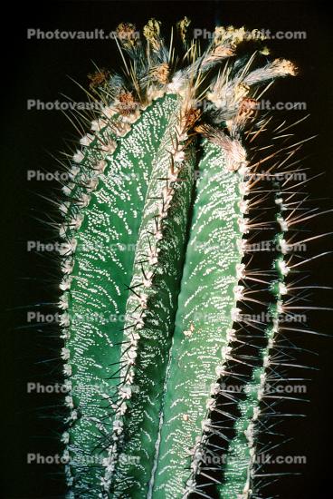 (Astrophytum ornatum), Caryophyllales, Cactaceae