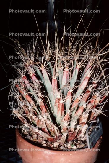 Agave Cactus, (Leuchtenbergia principis), Cactaceae