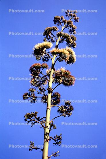 (Selaginella bigelovii), Selaginellaceae