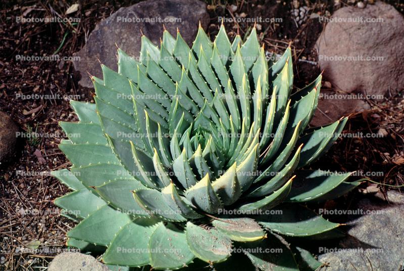 Spiral Aloe (Aloe polyphylla), Asphodelacea