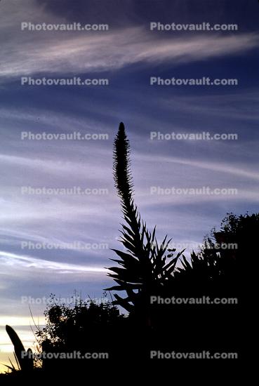Yucca Plant, Monocot, Asparagales, Asparagaceae, Agavoideae