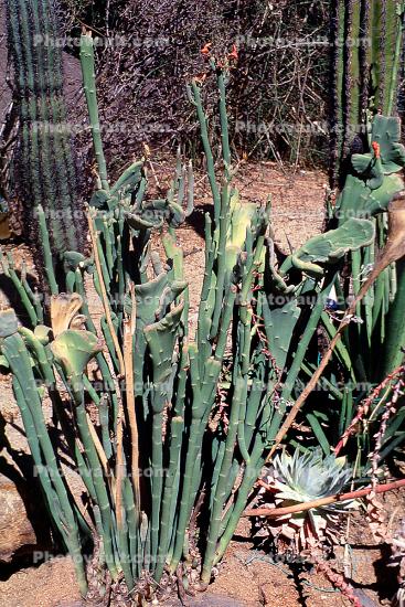 Crested Persian Slipper, (Pedilanthus macrocarpus), Euphorbiaccae