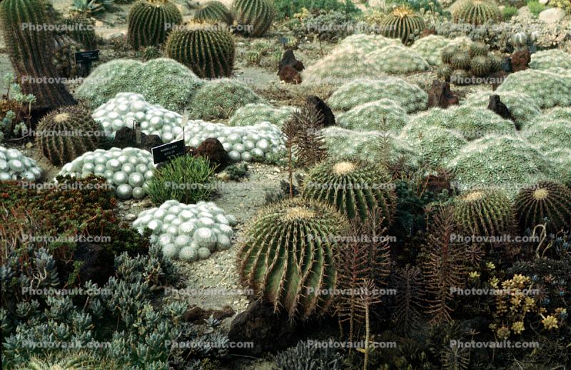 Barrel Cactus, cactus garden