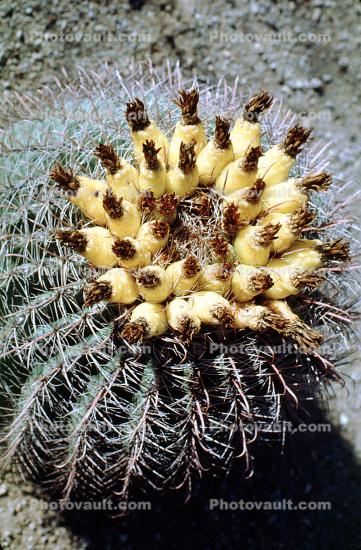 Barrel Cactus, spines, spikes, flower