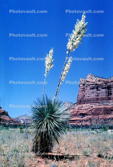 Flowering Yucca Plant, flower, bloom, Monocot, Asparagales, Asparagaceae, Agavoideae