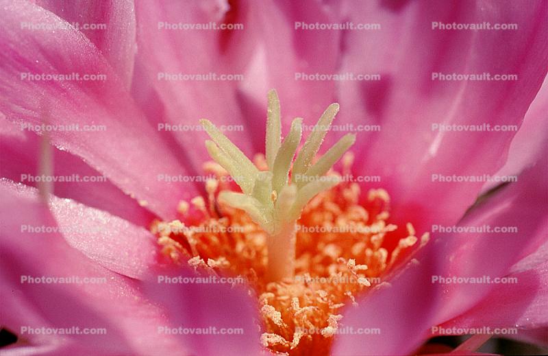 Strawberry Hedgehog, (Echinocereus brandegeei), Cactaceae, Tucson, Flowers