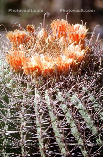 flowering, flower, Straight-Spined Barrel Cactus, (Ferocactus rectispinus), Biznaga, near Tucson, Flowers, spines, spikes