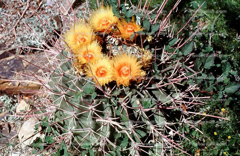 flowering, flower, Straight-Spined Barrel Cactus, (Ferocactus rectispinus), Biznaga, near Tucson, Flowers