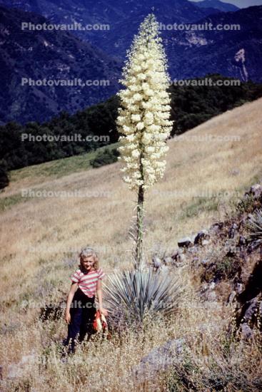 Flowering Yucca Plant, flower, bloom, Woman, 1950s, Monocot, Asparagales, Asparagaceae, Agavoideae, Yucca Plant