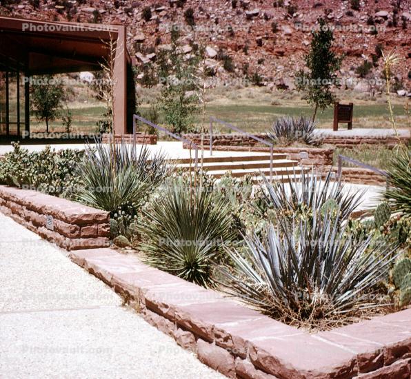 Cactus Garden, Yucca Plants, Monocot, Asparagales, Asparagaceae, Agavoideae, Yucca Plant