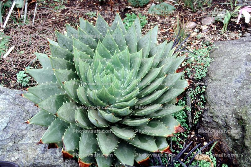 Spiral Aloe, (Aloe polyphylla), Asphodelacea