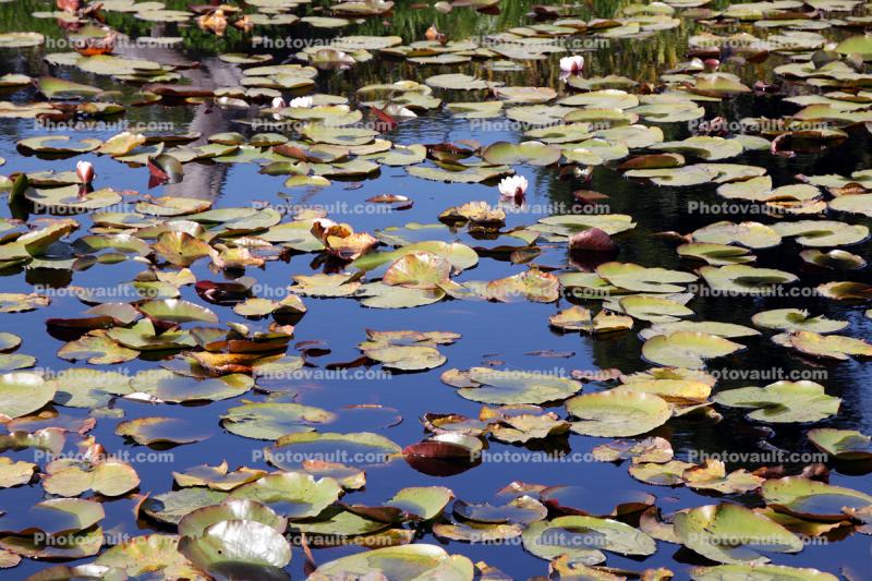 Pond, Water Lily Toad Stools