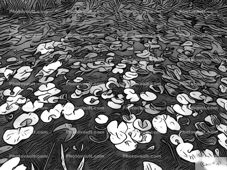 Water Lily Pads, Leaves, Abstract Drawing