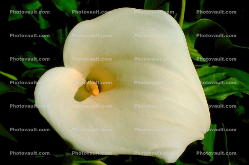 Cala Lilies, Calla Lily, (Zantedeschia aethiopica), Monocots, Alismatales