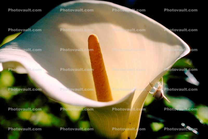 Cala Lilies, Calla Lily, (Zantedeschia aethiopica), Monocots, Alismatales
