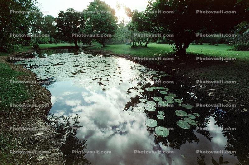 Water Lilly Leaves, Reflection, Stream, Trees, Pads, Pond, Nymphaeales, Nymphaeaceae