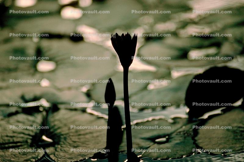 Water Lilly flower, Pads, Pond, Nymphaeales, Nymphaeaceae