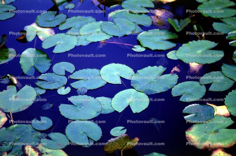 Lilly Pads, floating leaves, lake, pond