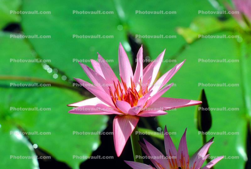 Water Lilly flower, Pads, Nymphaeales, Nymphaeaceae