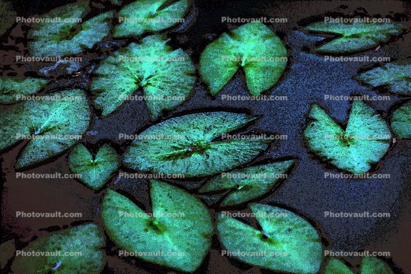 Water Lilly Pads, Leaves, floating, toadstools, Nymphaeales, Nymphaeaceae