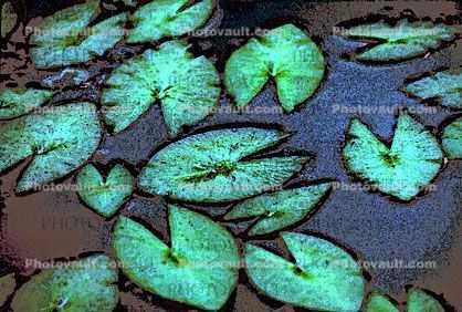 Water Lilly Pads, Leaves, floating, toadstools, Nymphaeales, Nymphaeaceae