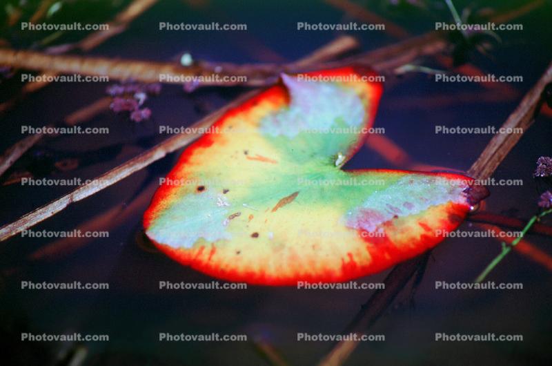 Water Lilly Leaf, Pad, Pond, water, toadstool, colorful, Nymphaeales, Nymphaeaceae
