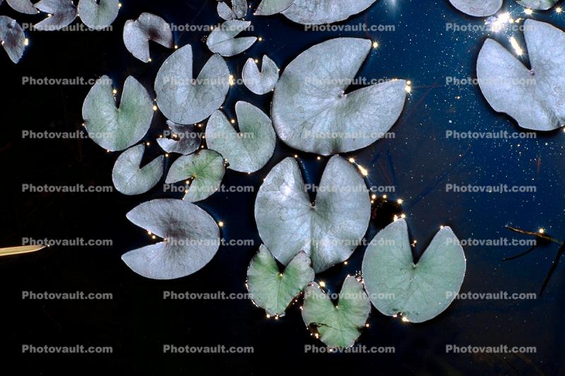 Water Lily Pads, Pond, water, toadstools, Nymphaeales, Nymphaeaceae, broad leaved plant