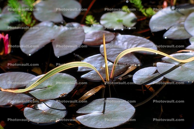Water Lilly, Pads, Pond, Nymphaeales, Nymphaeaceae