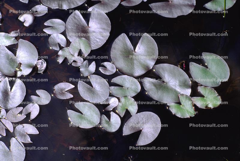 Water Lilly Pads, pond, Nymphaeales, Nymphaeaceae