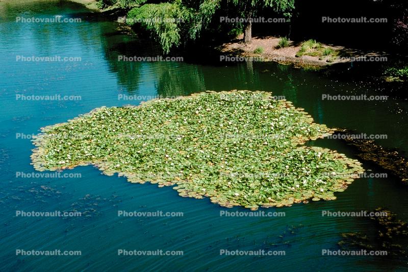 Hyacinth, pond, lake, water