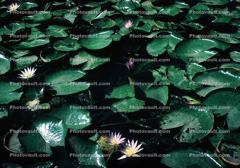 Water Lily flower, Toadstools, broad leaved plant, Pads, Nymphaeales, Nymphaeaceae