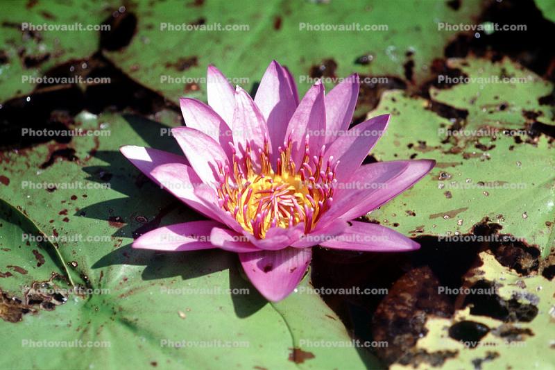 Water Lilly flower, Pads, Nymphaeales, Nymphaeaceae, Toadstools, broad leaved plant