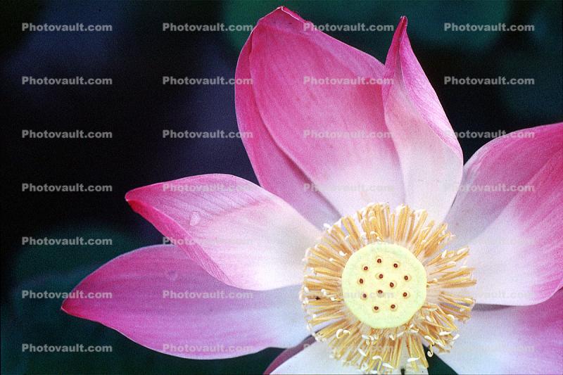 Lotus, Eudicots, Proteales, Nelumbonaceae, Nelumbo, Sacred, perennial